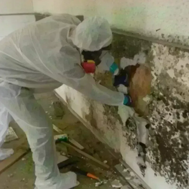 Mold Remediation and Removal in Calvert City, KY